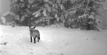 An open source backend for the Internet of Things